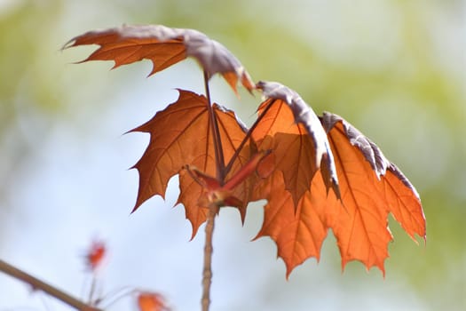 red maple leaves in early spring