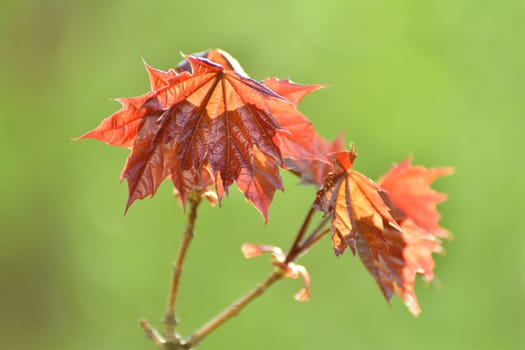 red maple leaves in early spring