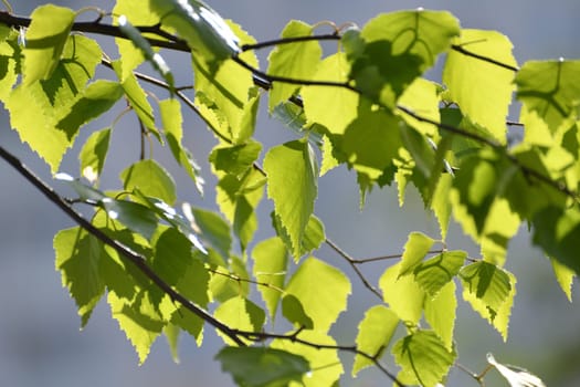 Birch twig with an young spring leaves