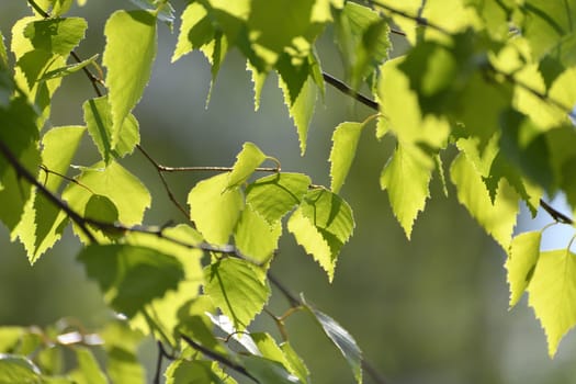 Birch twig with an young spring leaves