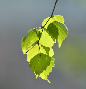 Birch twig with an young spring leaves