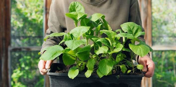 An elderly woman holds young eggplant sprouts for planting in the ground. Spring sowing work. The concept of growing vegetables