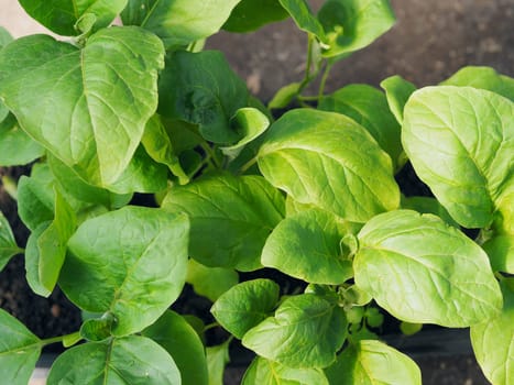 Young sprouts of eggplant seedlings. Top view.Vegetable growing concept