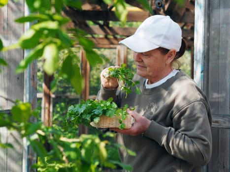Healthy food concept with herbs. An elderly woman in a white baseball cap holds a bunch of grown early green herbs and admires her.