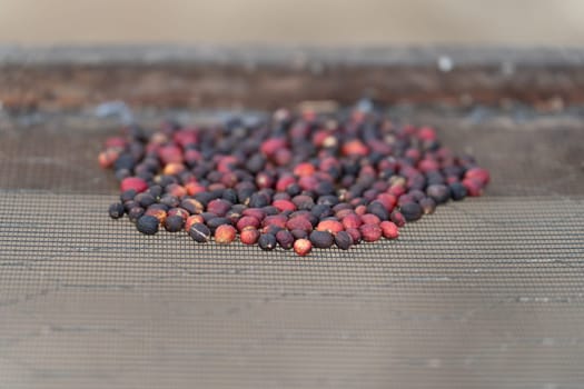 A close-up shot of a pile of red coffee berries in the drying process, showing the freshness and organic quality of the fruit.