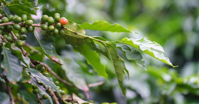 Close-up of coffee plant branch with green, red, and ripe coffee beans. Perfect for coffee agriculture and freshness concepts. Space for text.