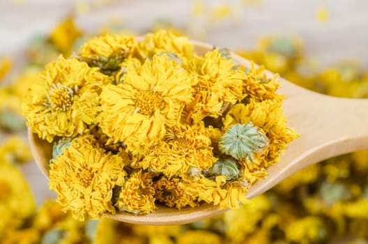 Chinese chrysanthemum flower tea - Dried chrysanthemum buds for herbal tea on wooden spoon background.