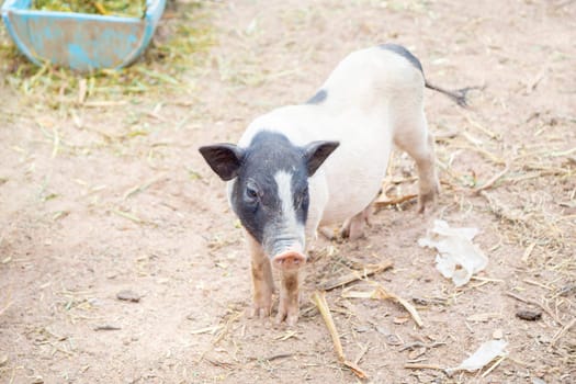 Animal portrait of dirty pink little piglet, pig breeding concept.