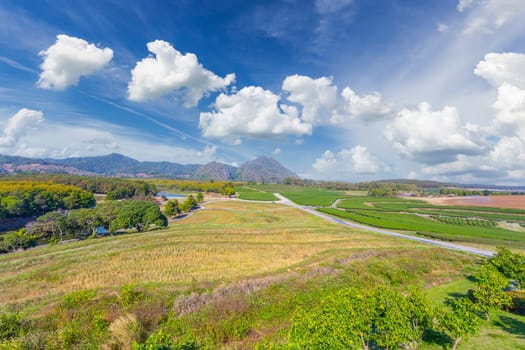 Beautiful landscape tea plantation in bright day on blue sky background, Chiang Rai province in thailand.