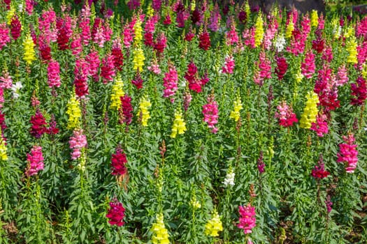 Colorful snapdragon flowers in a garden.