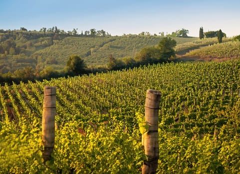 Tuscan countryside vineyards landscape