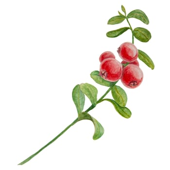 Wild red berries watercolor hand drawn botanical realistic illustration. Forest cranberry, cowberry branch isolated on white background.Great for printing on fabric, postcards, invitations, menus