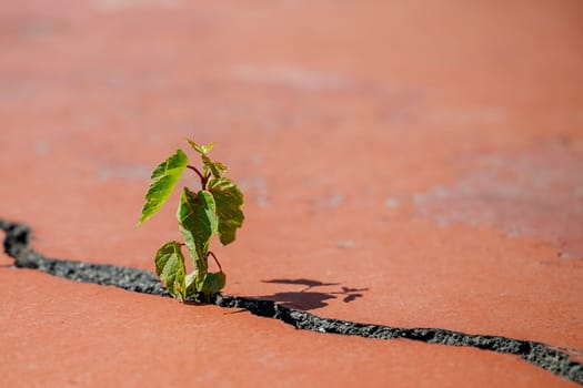 A small green and strong sprout sprouted through a crack in the asphalt on a sports field.