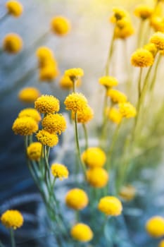 Fresh summer yellow flowers in the garden vertical background.