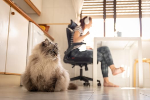 Cute fluffy cat sitting on the kitchen floor - working woman freelancer on the background. Mid shot