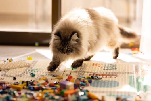 Playful cat playing with a construction set. Mid shot