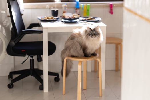 Fluffy cat with blue eyes sitting on a stool in the kitchen. Mid shot