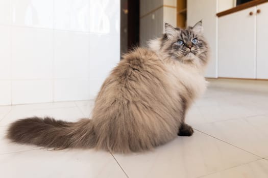A fluffy cute cat sits on the kitchen floor. Mid shot