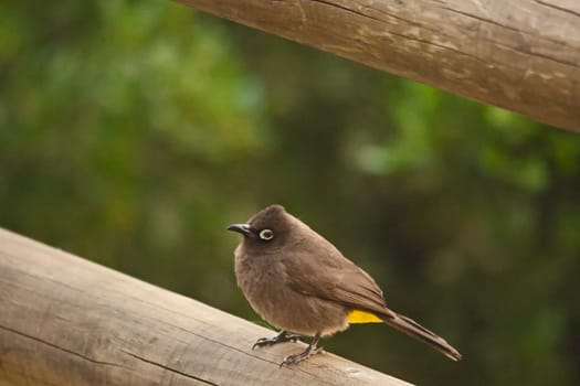 The Cape Bulbul (Pycnonotus capensis) occurs mainly in the Western Cape Province and is one of three bulbul specier in South Africa.