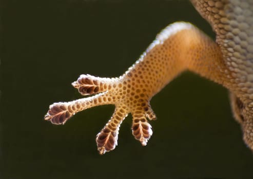 Macro image of the underside of the foot of a Cape Dwarf Gecko through a window pane