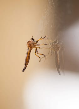 The South African Robber Fly genus Synolcus has thirteen different species