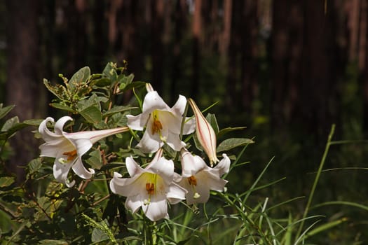 The St Joseph’s Lily (Lilium formosanum), origanally from Taiwan, growing wild in a pine plantation in South Africa where it is an invasive plant.