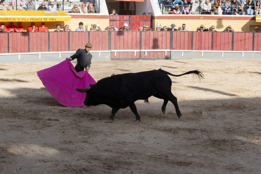 March 26, 2023 Lisbon, Portugal: Tourada - bullfighter in grey costume provokes the bull with a bright rag. Mid shot