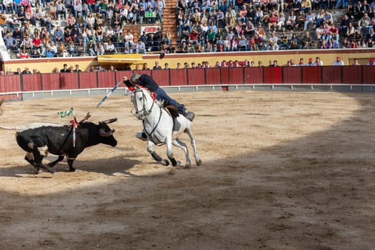 March 26, 2023 Lisbon, Portugal: Tourada - bullfighter on horseback stabbing a bull with a spearin an arena. Mid shot