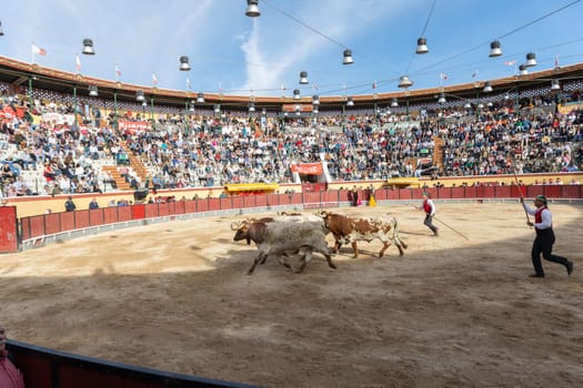 March 26, 2023 Lisbon, Portugal: Tourada - several bulls in the arena and forcado with spears following them. Mid shot