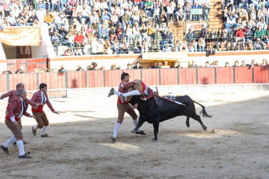 March 26, 2023 Lisbon, Portugal: Tourada - the battle of the forcado with the bull on the arena of the amphitheater. Mid shot