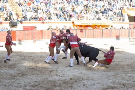March 26, 2023 Lisbon, Portugal: Tourada - forcados save a man from bull horns in the arena. Mid shot