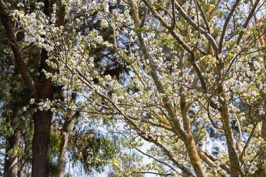 A tree blooms with white flowers in spring. Mid shot