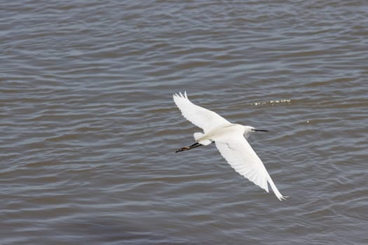 A white stork flies above the river. Mid shot