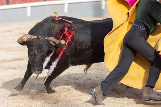 Tourada - an injured bull fighting a man on the arena. Mid shot