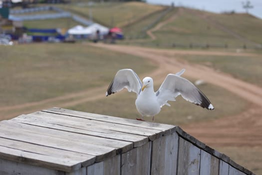 A Baikal gull flies to the table at a cafe on Olkhon Island and flaps its wings