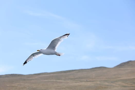 A Baikal gull flies in the blue sky over Lake Baikal along the mountains of Olkhon Island