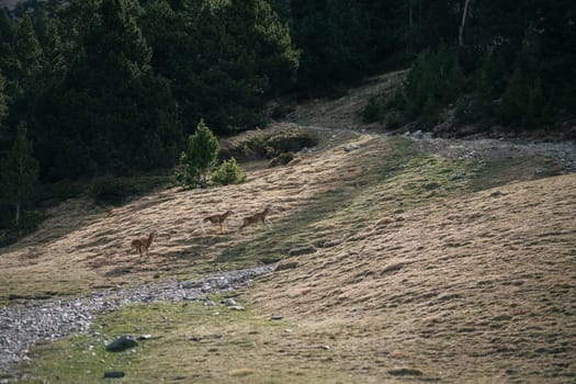 Fascinating view of the Pyrenean slopes with amazing nature and landscapes with dense forests and Pyrenean chamois. The concept of traveling through the sights of Europe.