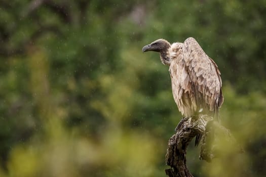 White backed Vulture standing on a log under the rain in Kruger National park, South Africa ; Specie Gyps africanus family of Accipitridae