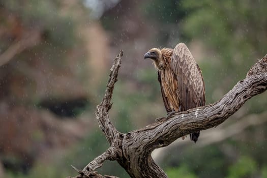 White backed Vulture standing on a log under the rain in Kruger National park, South Africa ; Specie Gyps africanus family of Accipitridae