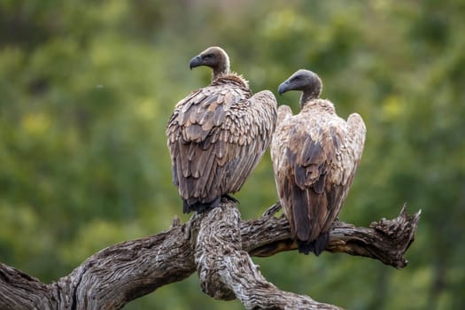 Two White backed Vulture standing on a log isolated in natural background in Kruger National park, South Africa ; Specie Gyps africanus family of Accipitridae