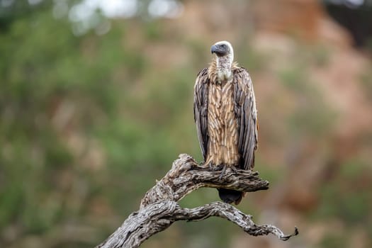 White backed Vulture standing on a log isolated in natural background in Kruger National park, South Africa ; Specie Gyps africanus family of Accipitridae