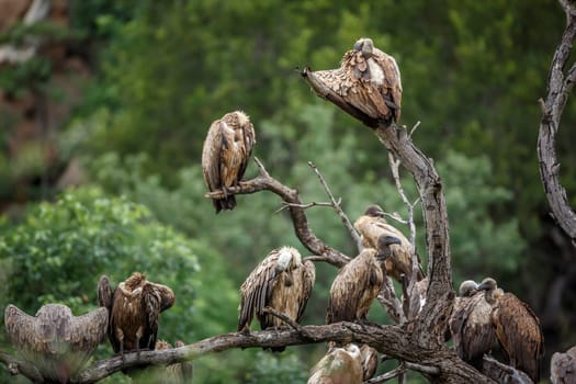 Group of White backed Vulture grooming in the morning in Kruger National park, South Africa ; Specie Gyps africanus family of Accipitridae