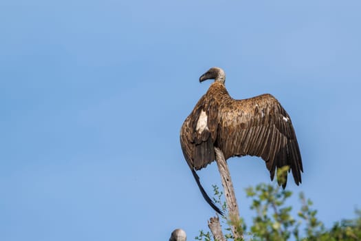 White backed Vulture spread wings isolated in blue sky in Kruger National park, South Africa ; Specie Gyps africanus family of Accipitridae