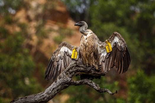 White backed Vulture spread wings under rain in Kruger National park, South Africa ; Specie Gyps africanus family of Accipitridae