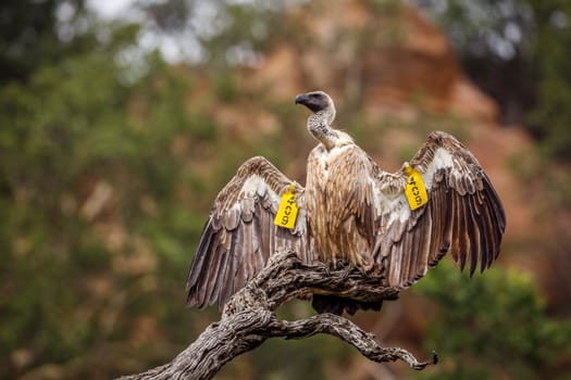 White backed Vulture spreading wings under rain in Kruger National park, South Africa ; Specie Gyps africanus family of Accipitridae