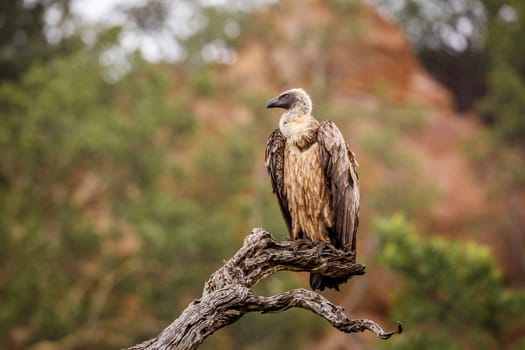 White backed Vulture perched on dead branch under rain in Kruger National park, South Africa ; Specie Gyps africanus family of Accipitridae