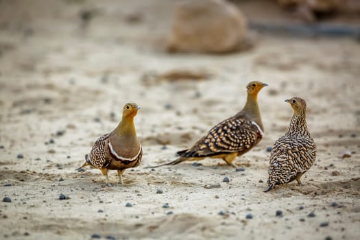 Namaqua sandgrouse males meeting female in Kgalagadi transfrontier park, South Africa; specie Pterocles namaqua family of Pteroclidae