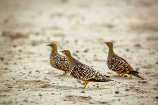 Namaqua sandgrouse males meeting female in Kgalagadi transfrontier park, South Africa; specie Pterocles namaqua family of Pteroclidae
