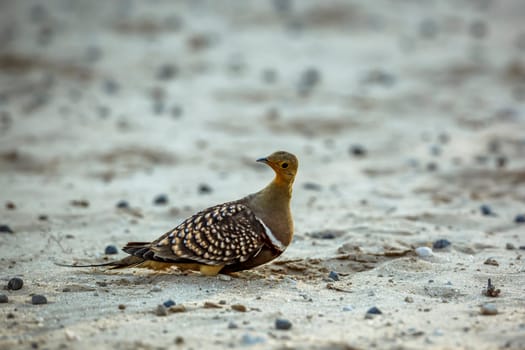 Namaqua sandgrouse male in sand ground level in Kgalagadi transfrontier park, South Africa; specie Pterocles namaqua family of Pteroclidae