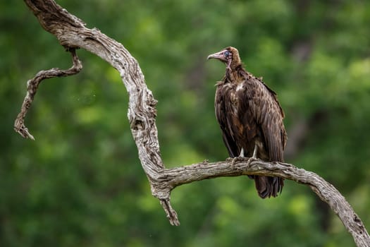 Hooded vulture standing on tree branch in Kruger National park, South Africa ; Specie family Necrosyrtes monachus of Accipitridae